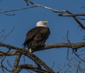 2016 04 09 Eagles 016